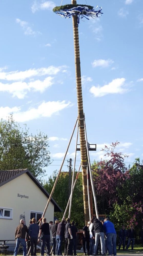 Zahlreiche Männer stellen mit Hilfe von Holzstangen (sogenannten Scheren) einen traditionellen geschnitzen Maibaum auf. Im Hintergrund das Bürgerhaus Rieblingen. Der Himmel ist blau, am oberen Bildrand sieht man noch den Kranz des Maibaumes. Die Spitze ist auf dem Bild abgeschnitten.